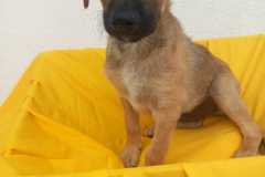 IMG-20250818-WA0018