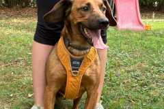 IMG-20250801-WA0009