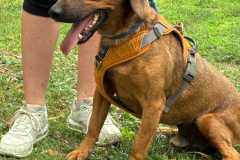 IMG-20250801-WA0011