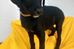 IMG-20250818-WA0011