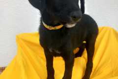 IMG-20250818-WA0015