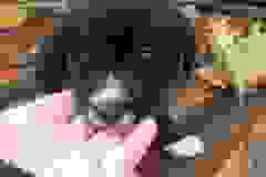 Calimero1