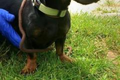 Doris
