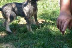 IMG-20250811-WA0006