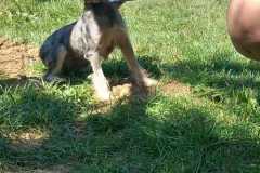 IMG-20250811-WA0007