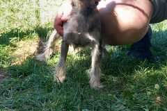 IMG-20250811-WA0008