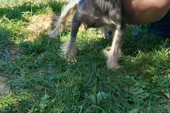 IMG-20250811-WA0009