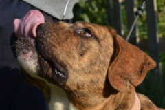 dozer_11