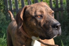 dozer_12