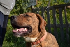 dozer_14