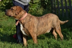dozer_16