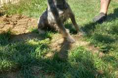 IMG-20250815-WA0009