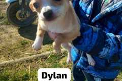 Dylan