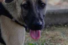 Emese2