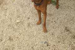 IMG-20250522-WA0017