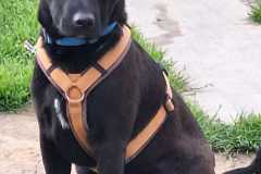 IMG-20250515-WA0029