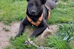 IMG-20250515-WA0035