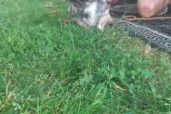 IMG-20250611-WA0040