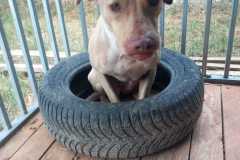 IMG-20250818-WA0026