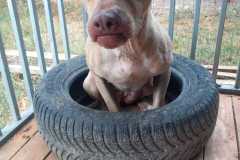 IMG-20250818-WA0027