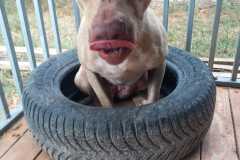 IMG-20250818-WA0028