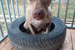 IMG-20250818-WA0029