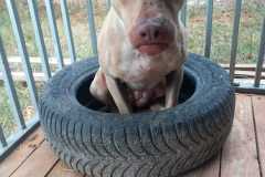 IMG-20250818-WA0030