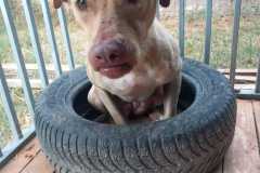 IMG-20250818-WA0031