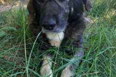 IMG-20250724-WA0034