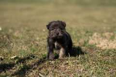 Paddy1