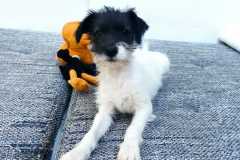 WhatsApp-Bild-2025-04-04-um-19.03.52_15e9237b