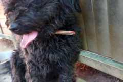 IMG-20250811-WA0030