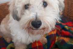 IMG-20250504-WA0008