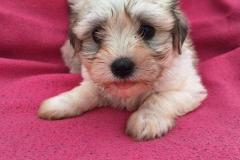 IMG-20250628-WA0056