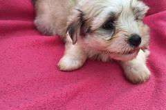 IMG-20250628-WA0057