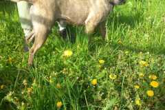 IMG-20250425-WA0014