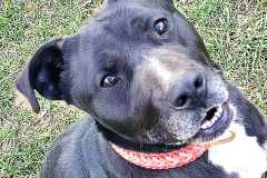 IMG-20240805-WA0013
