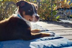 IMG-20250325-WA0007