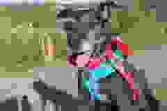 Topika1