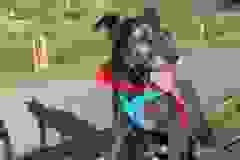 Topika3