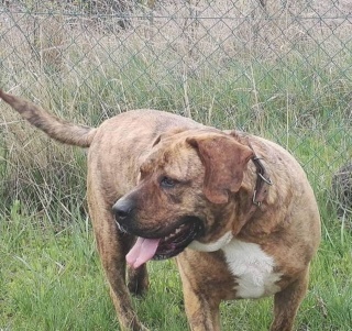 Dozer