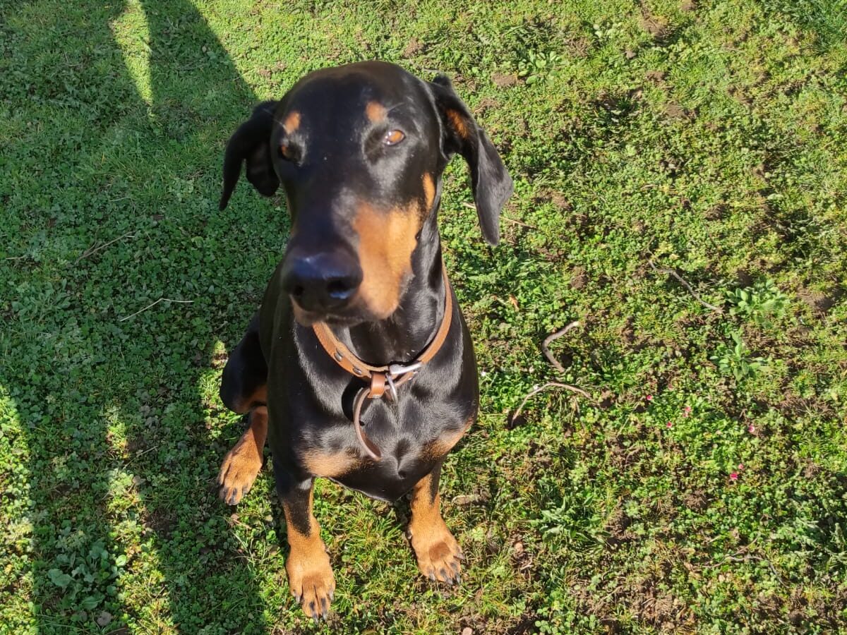 Kora
