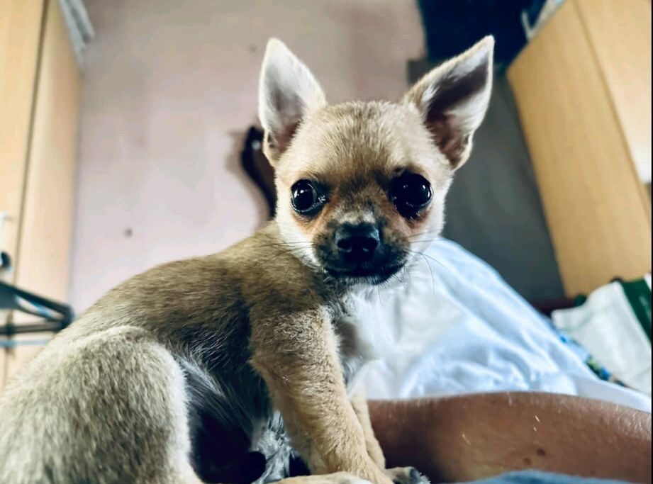 Maci