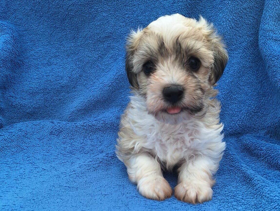 Sammy