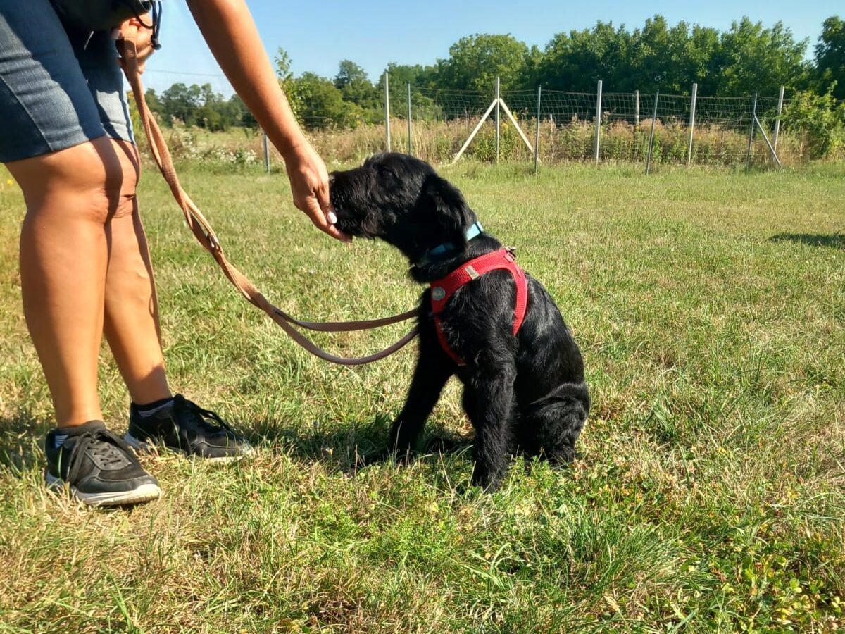 Tobi