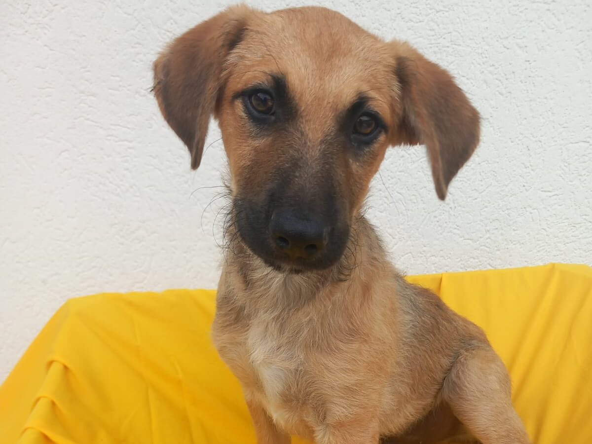 Benni